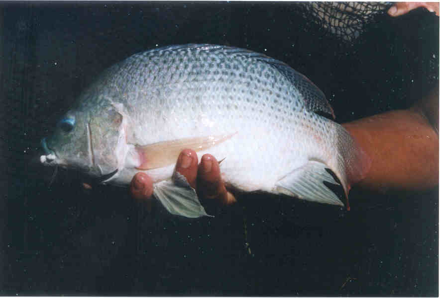 Tilapia stirling.jpg